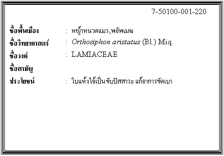 กล่องข้อความ: 7-50100-001-220 ชื่อพื้นเมือง : หญ้าหนวดแมว,พยัพเมฆ ชื่อวิทยาศาสตร์ : Orthosiphon aristatus (Bl.) Miq. ชื่อวงศ์ : LAMIACEAE ชื่อสามัญ ประโยชน์ : ใบแห้งใช้เป็นขับปัสสาวะ แก้อาการขัดเบา